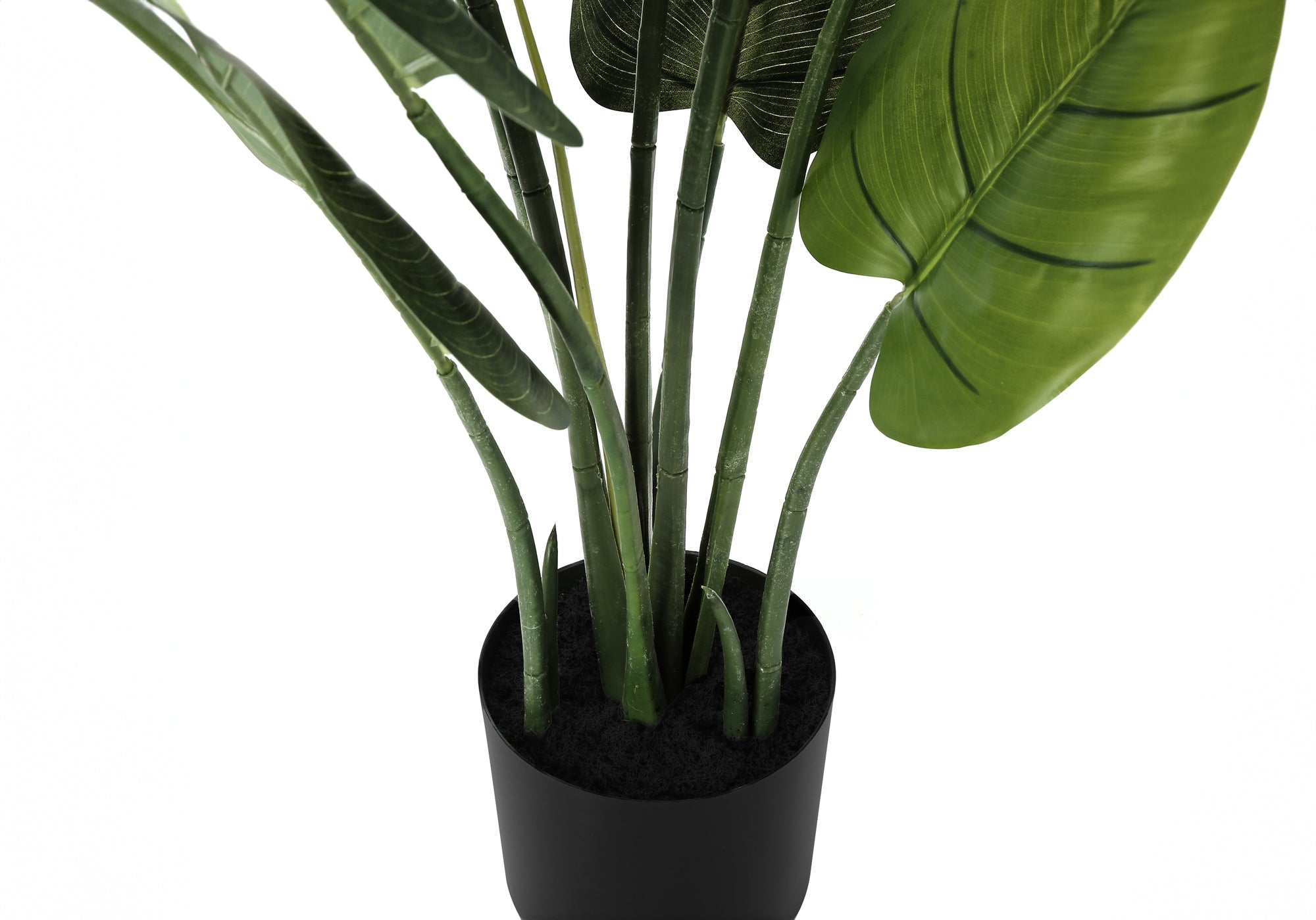 ARTIFICIAL PLANT - 37""H / INDOOR AUREUM IN A 6"" POT