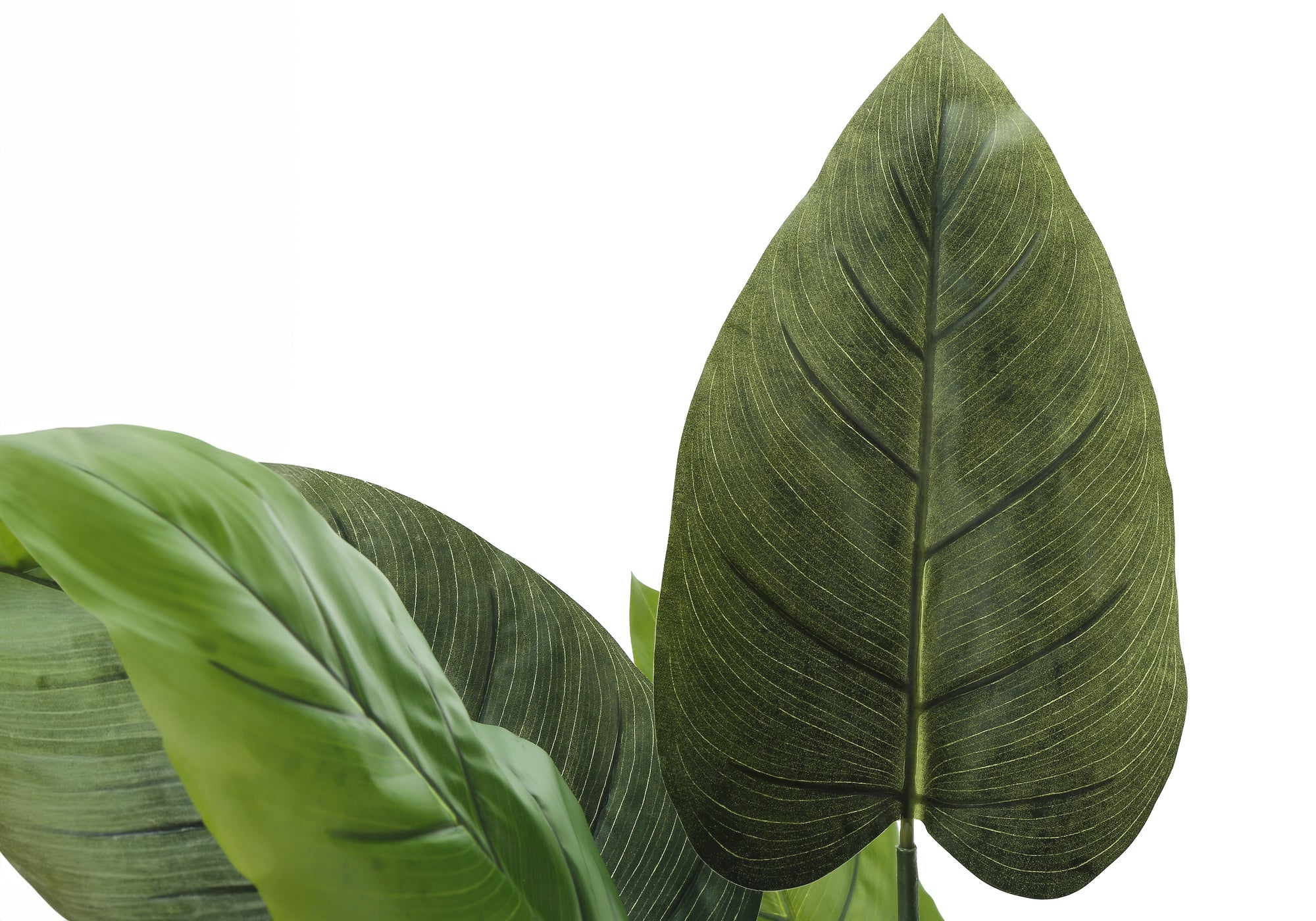 ARTIFICIAL PLANT - 37""H / INDOOR AUREUM IN A 6"" POT