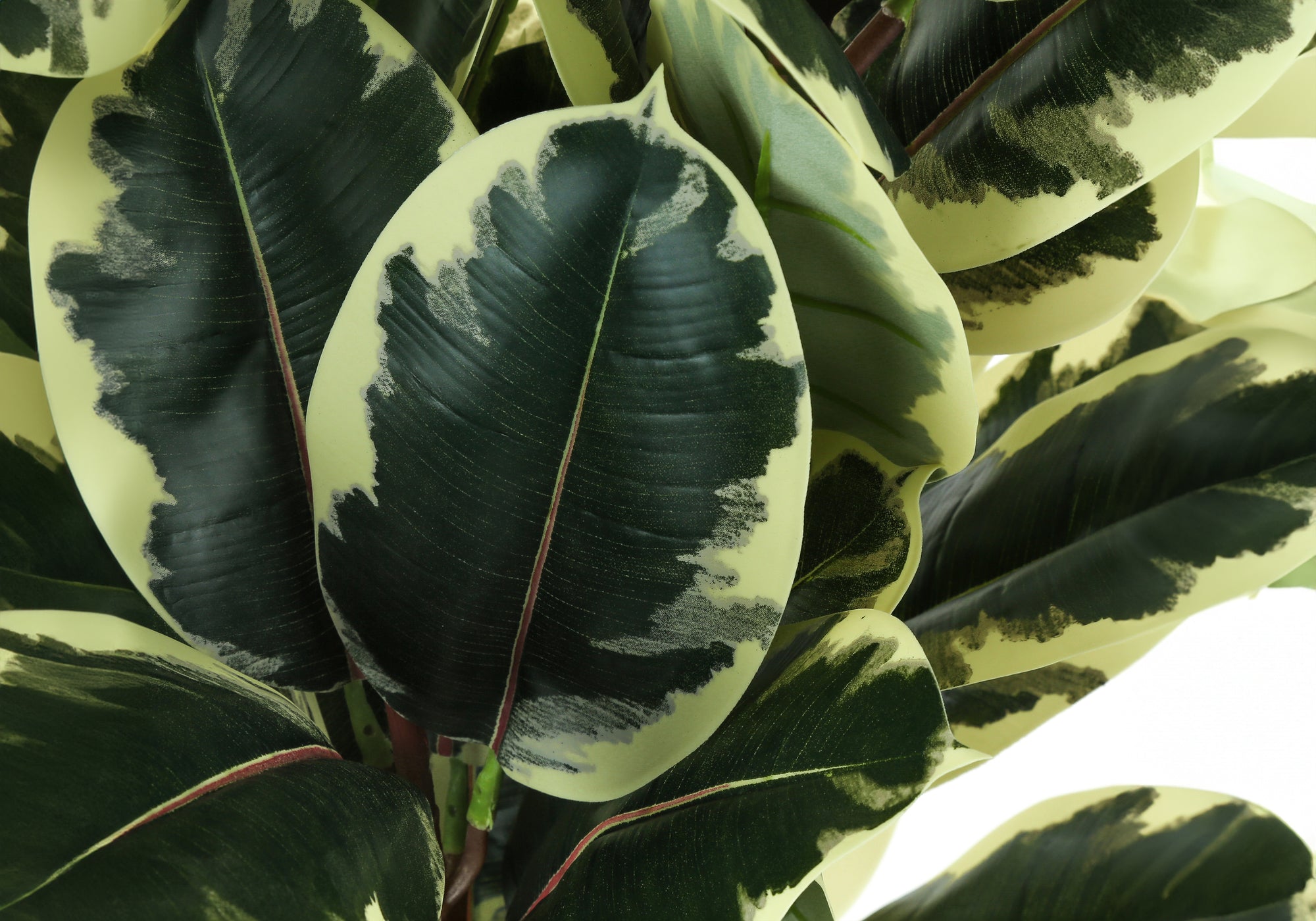 ARTIFICIAL PLANT - 47""H / INDOOR OAK TREE IN A 5"" POT