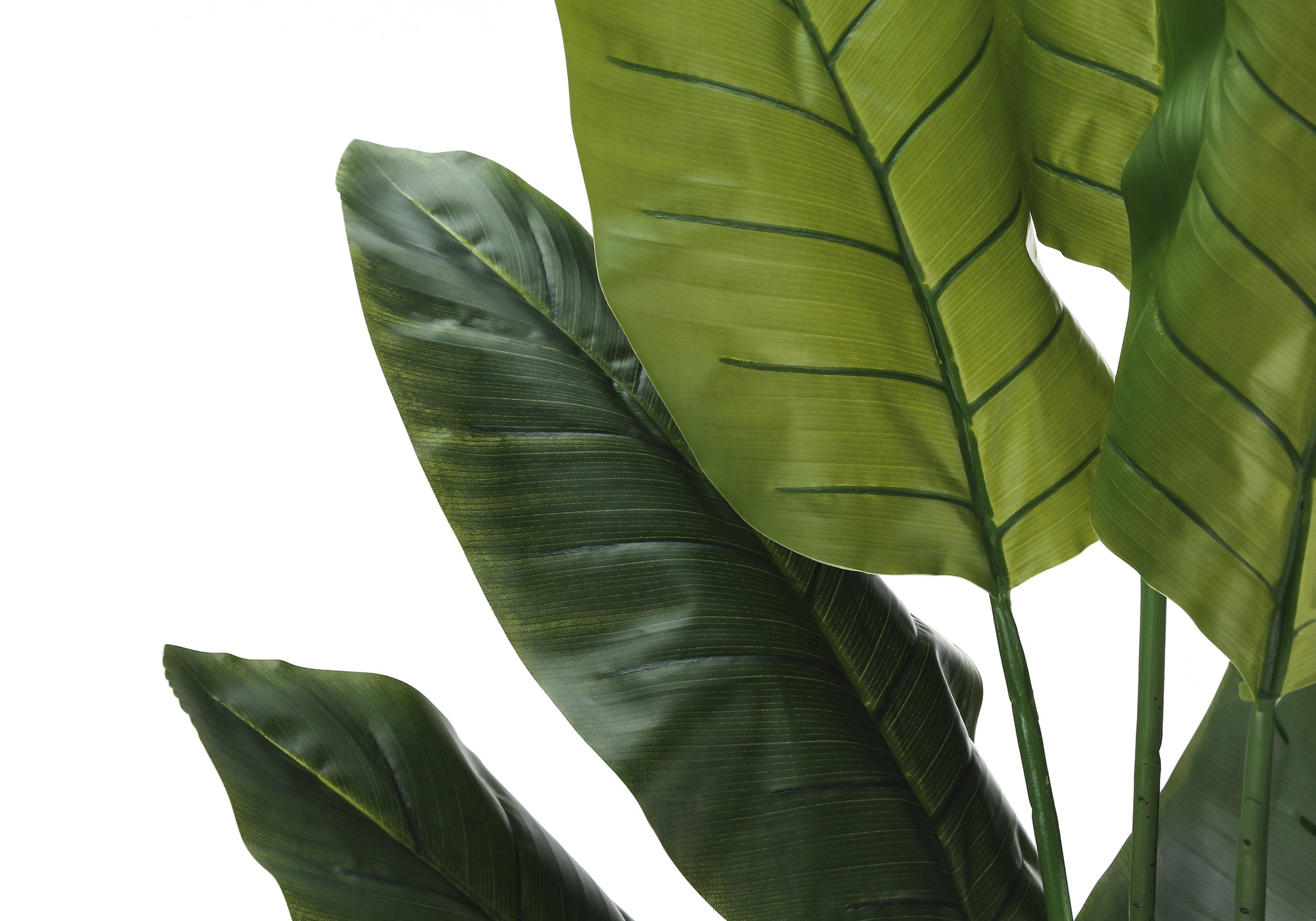 ARTIFICIAL PLANT - 59""H / INDOOR STRELITZIA IN A 5"" POT