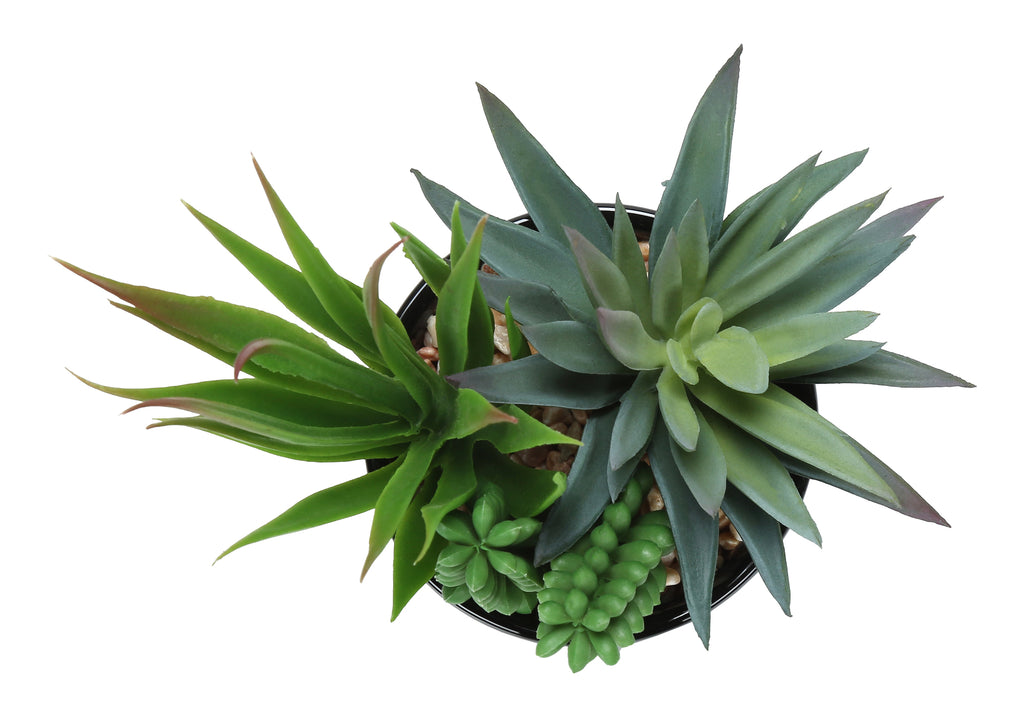 ARTIFICIAL PLANT - 2PCS / 7""H SUCCULENT IN 3"" BLACK POT