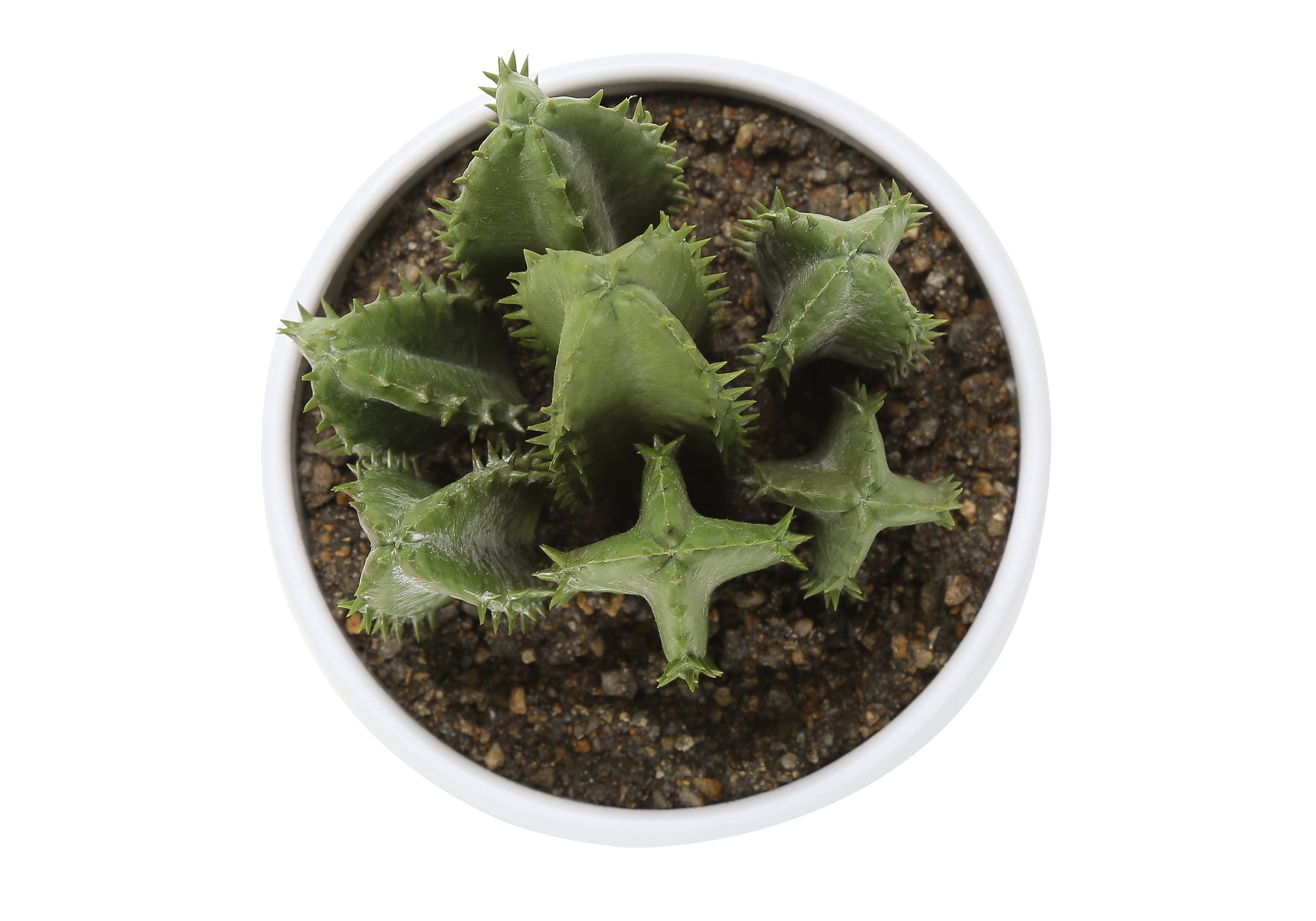 ARTIFICIAL PLANT - 3PCS / 6""H SUCCULENT IN A 3"" WHITE POT