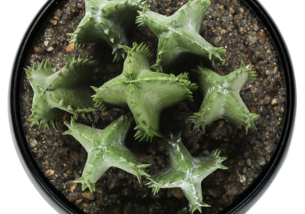 ARTIFICIAL PLANT - 3PCS / 6""H SUCCULENT IN A 3"" BLACK POT