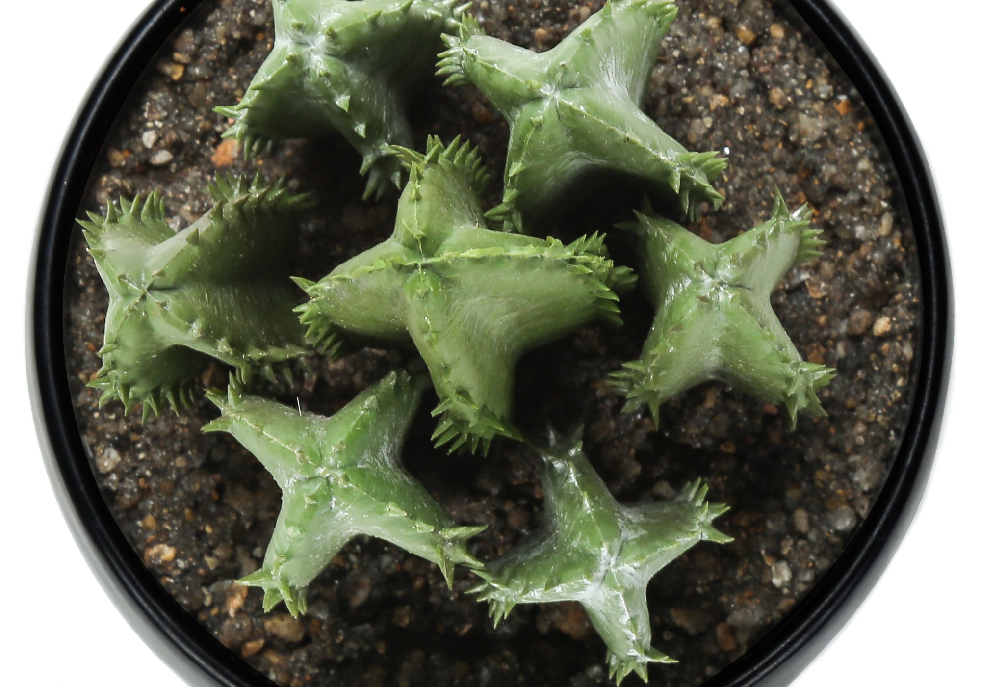 ARTIFICIAL PLANT - 3PCS / 6""H SUCCULENT IN A 3"" BLACK POT