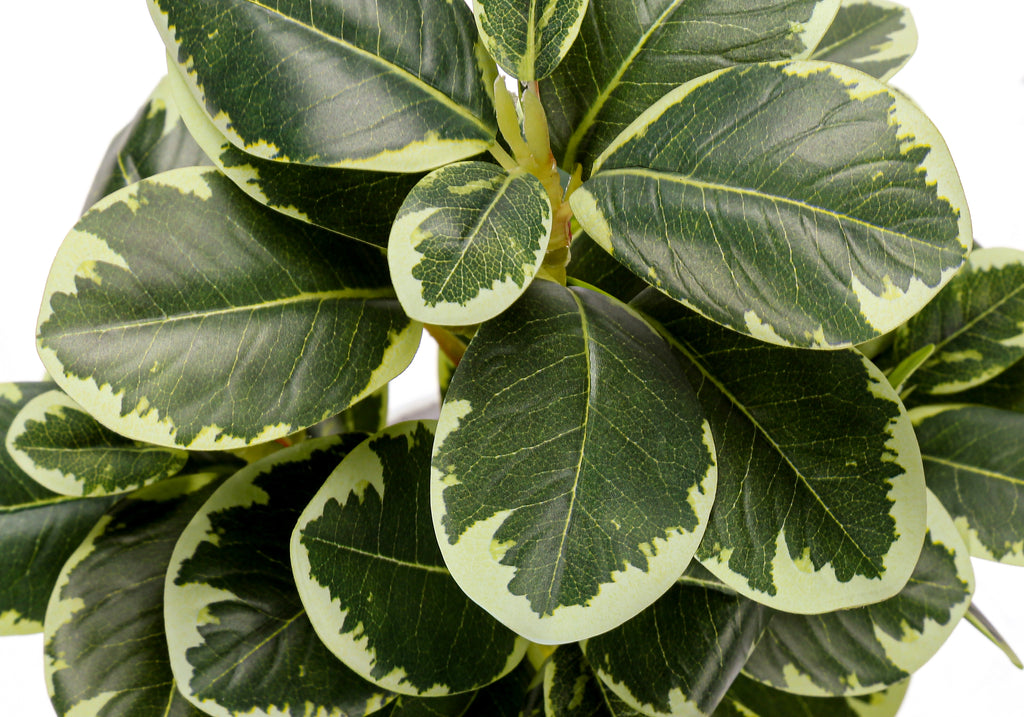 ARTIFICIAL PLANT - 2PCS / 14""H FICUS ELASTICA / 4"" POT