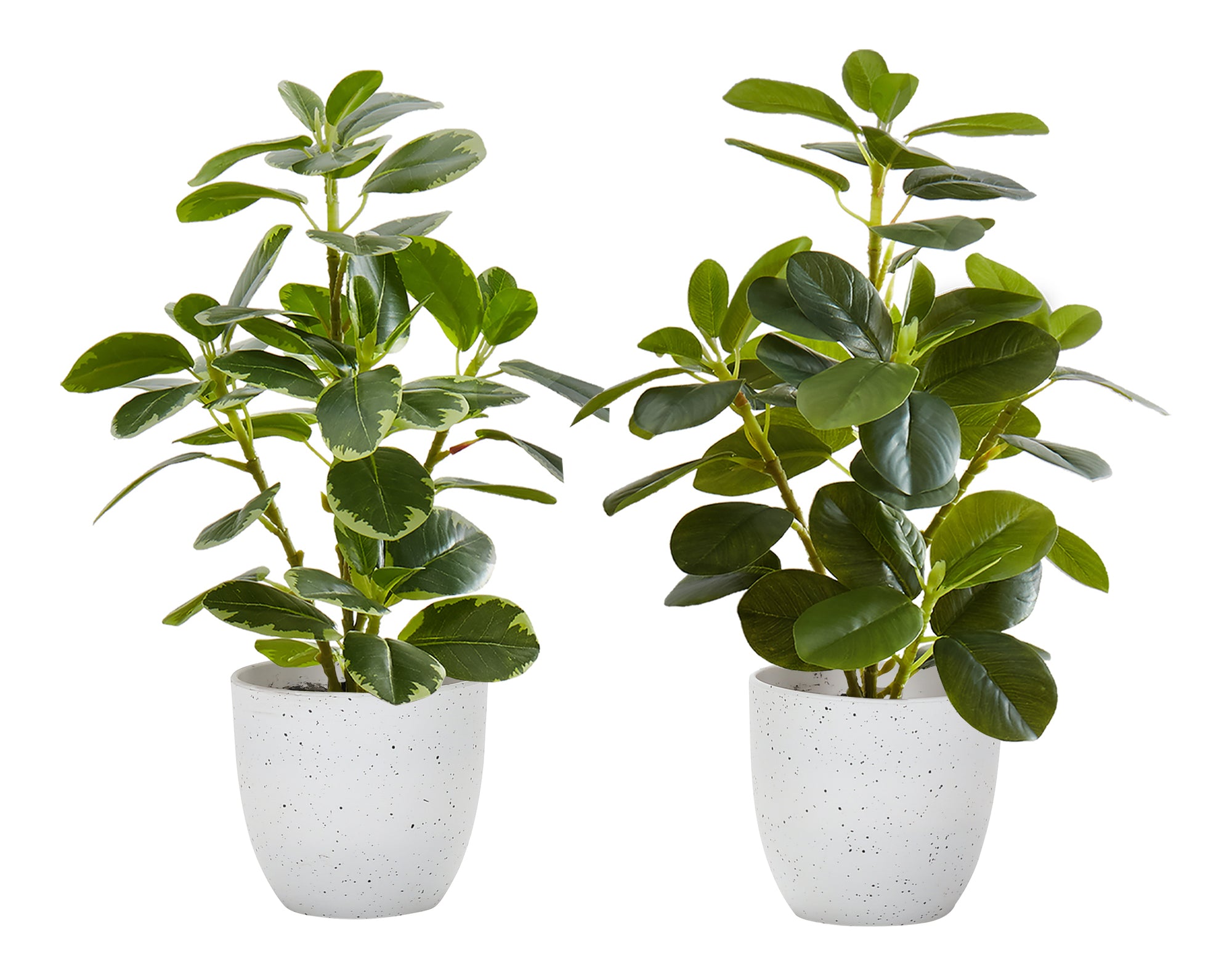 ARTIFICIAL PLANT - 2PCS / 14""H FICUS ELASTICA / 4"" POT