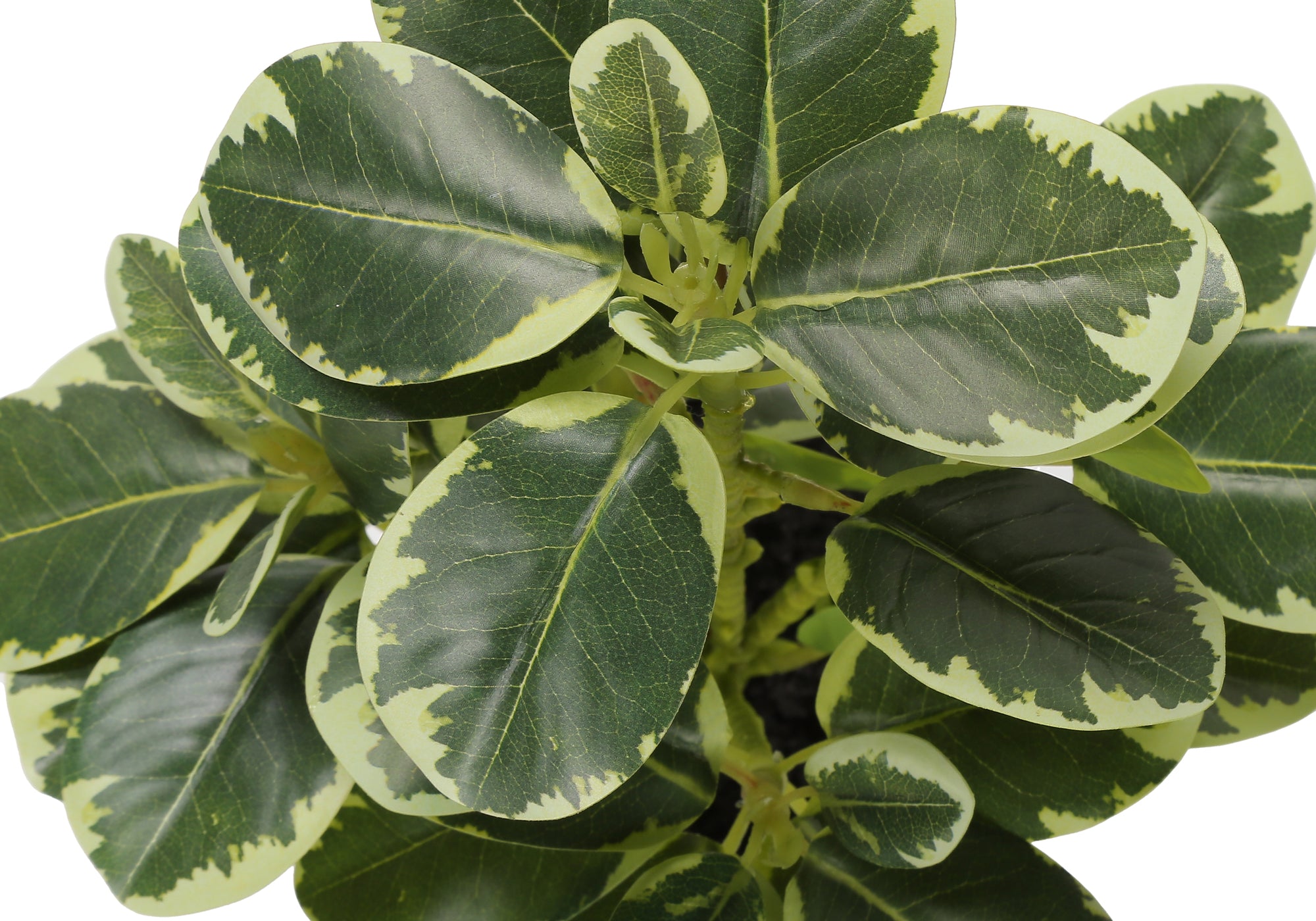 ARTIFICIAL PLANT - 2PCS / 14""H FICUS ELASTICA / 4"" POT