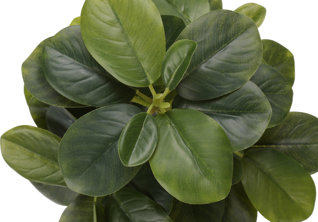 ARTIFICIAL PLANT - 2PCS / 14""H FICUS ELASTICA / 4"" POT