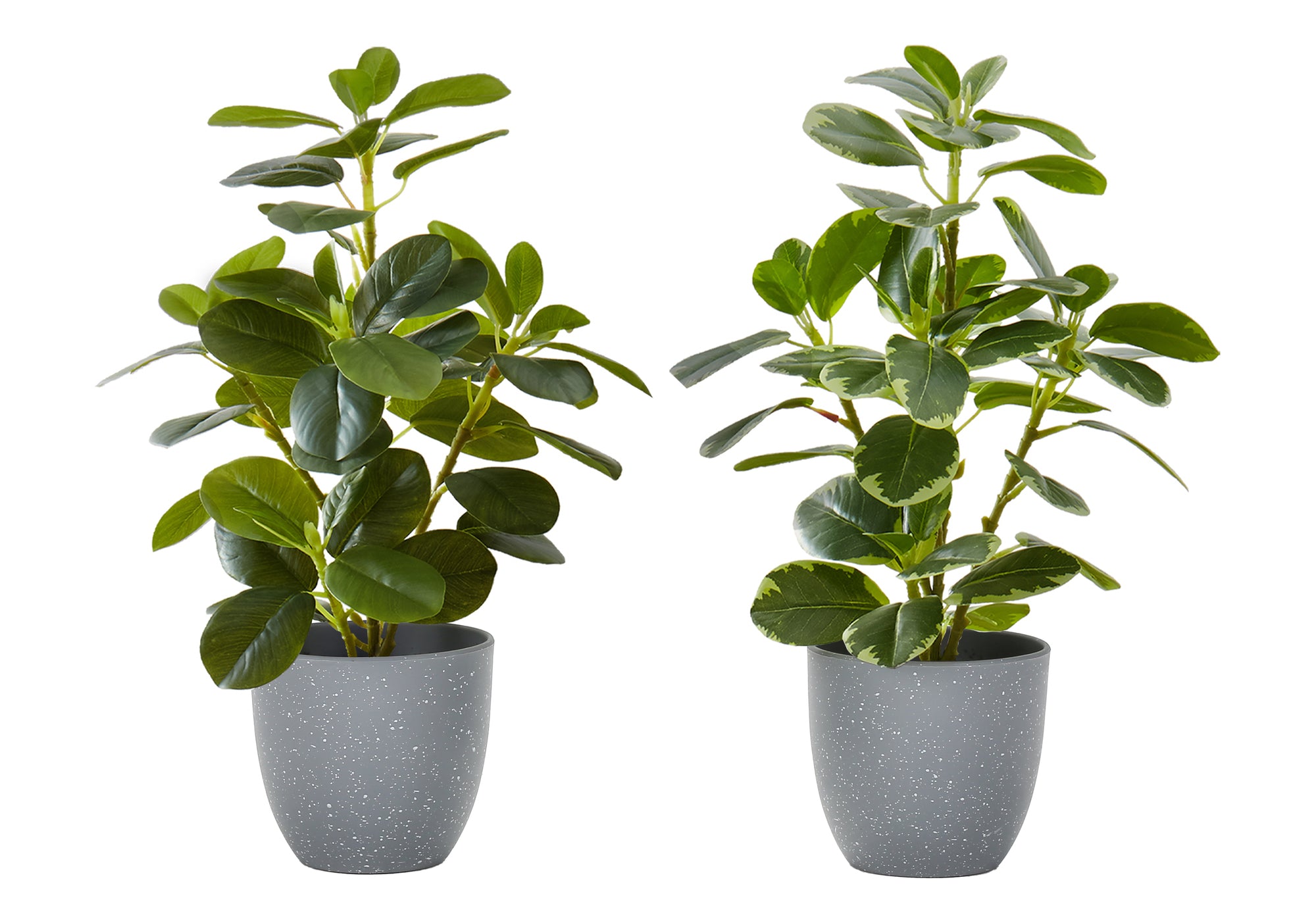 ARTIFICIAL PLANT - 2PCS / 14""H FICUS ELASTICA / 4"" POT