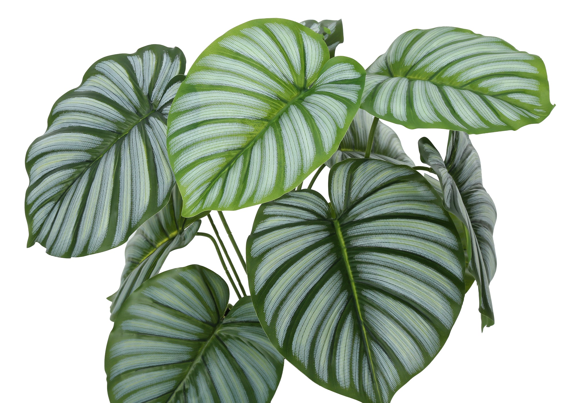 ARTIFICIAL PLANT - 24""H / INDOOR CALATHEA IN A 5"" POT