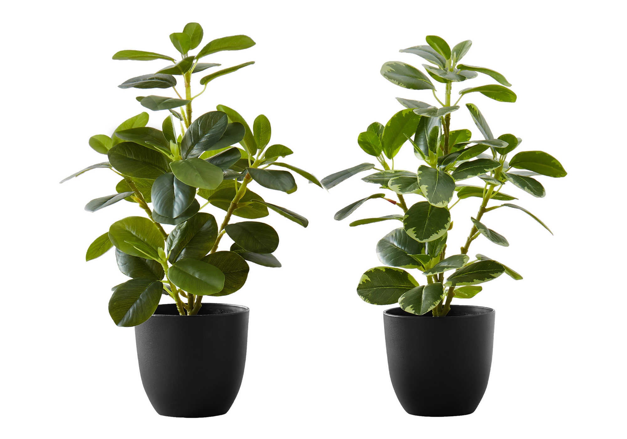ARTIFICIAL PLANT - 2PCS / 14""H FICUS ELASTICA IN 4"" POT