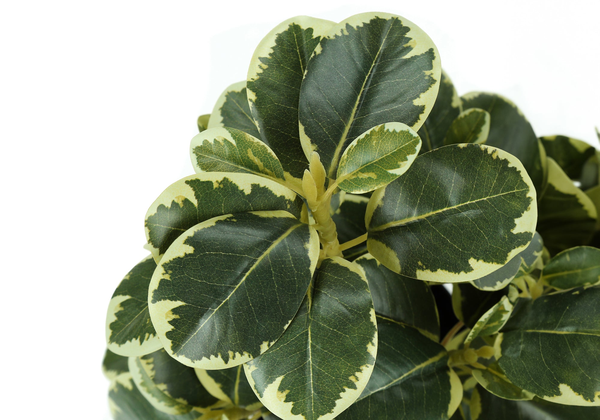 ARTIFICIAL PLANT - 2PCS / 14""H FICUS ELASTICA IN 4"" POT