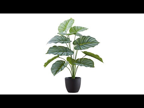 ARTIFICIAL PLANT - 24""H / INDOOR CALATHEA IN A 5"" POT