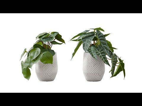ARTIFICIAL PLANT - 2PCS / 8""H ALOCASIA / 5"" CEMENT POT