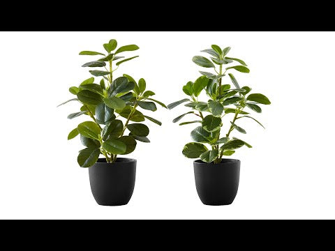 ARTIFICIAL PLANT - 2PCS / 14""H FICUS ELASTICA IN 4"" POT