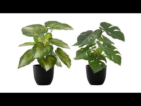 ARTIFICIAL PLANT - 2PCS / 13""H MONSTERA/CALATHEA/ 4"" POT