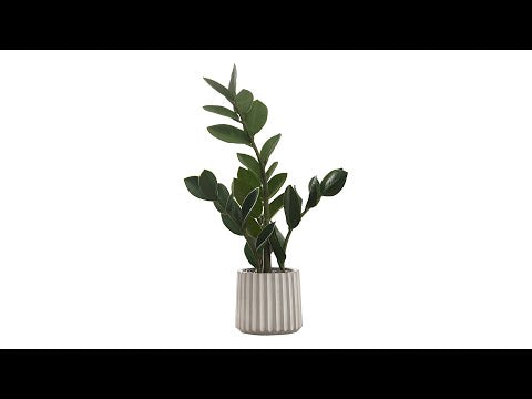 ARTIFICIAL PLANT - 20""H / INDOOR ZZ IN A 5"" CEMENT POT