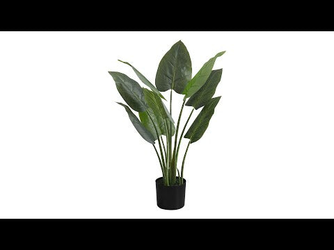 ARTIFICIAL PLANT - 37""H / INDOOR AUREUM IN A 6"" POT